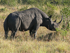 Black Rhino in Aberdare