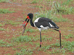 Saddle Billed Stork in Amboseli