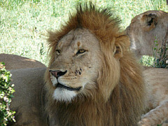 Lion in Maasai Mara