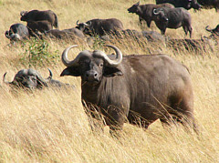 Buffalos in Meru