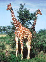 Reticulated Giraffes in Samburu