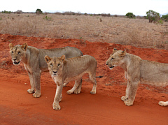 Lions in Tsavo East