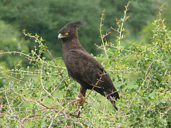 Long-Crested Eagle in Tsavo West