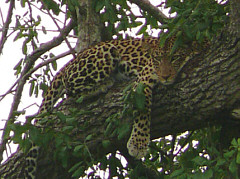 Leopard in Tsavo West